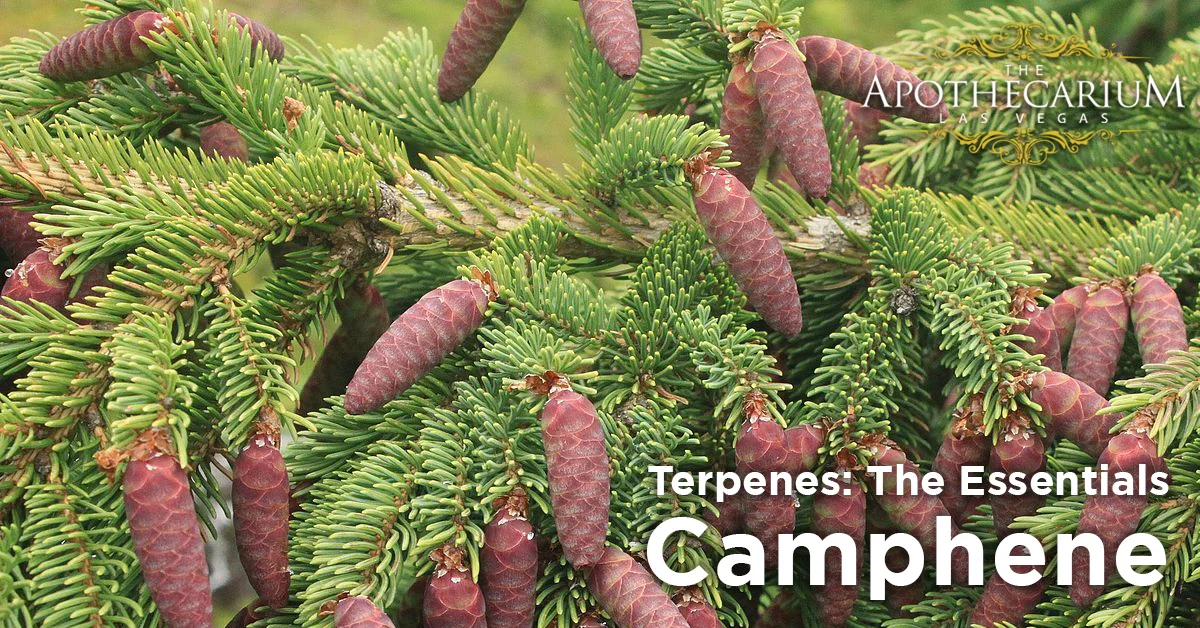 the apothecarium las vegas a legal nevada dispensary discusses camphene a terpene often found in marijuana 