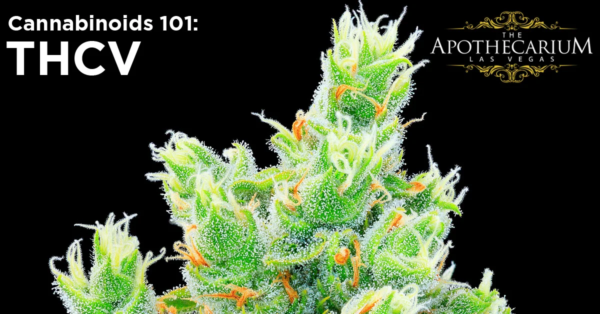 the apothecarium las vegas a recreational and medical marijuana dispensary discuss thcv a cannabinoid found in cannabis