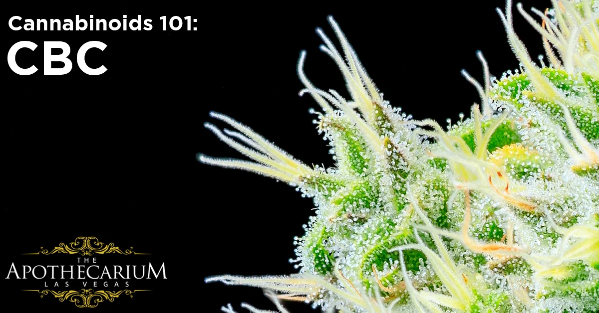 the apothecarium las vegas a medical and legal adult use marijuana dispensary discuss cbc or cannabichromene a cannabinoid found in the cannabis plant