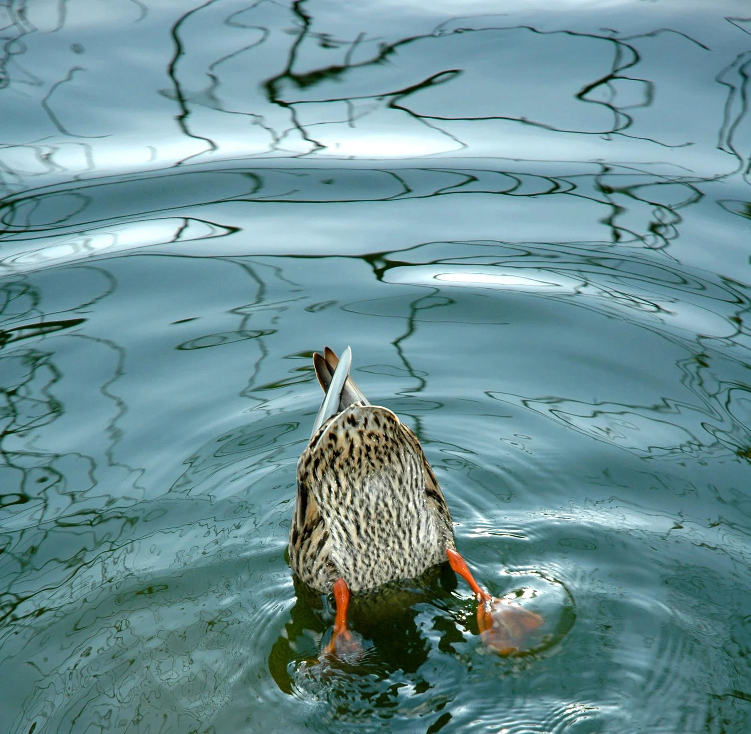 DSC_5367adj 2.jpg