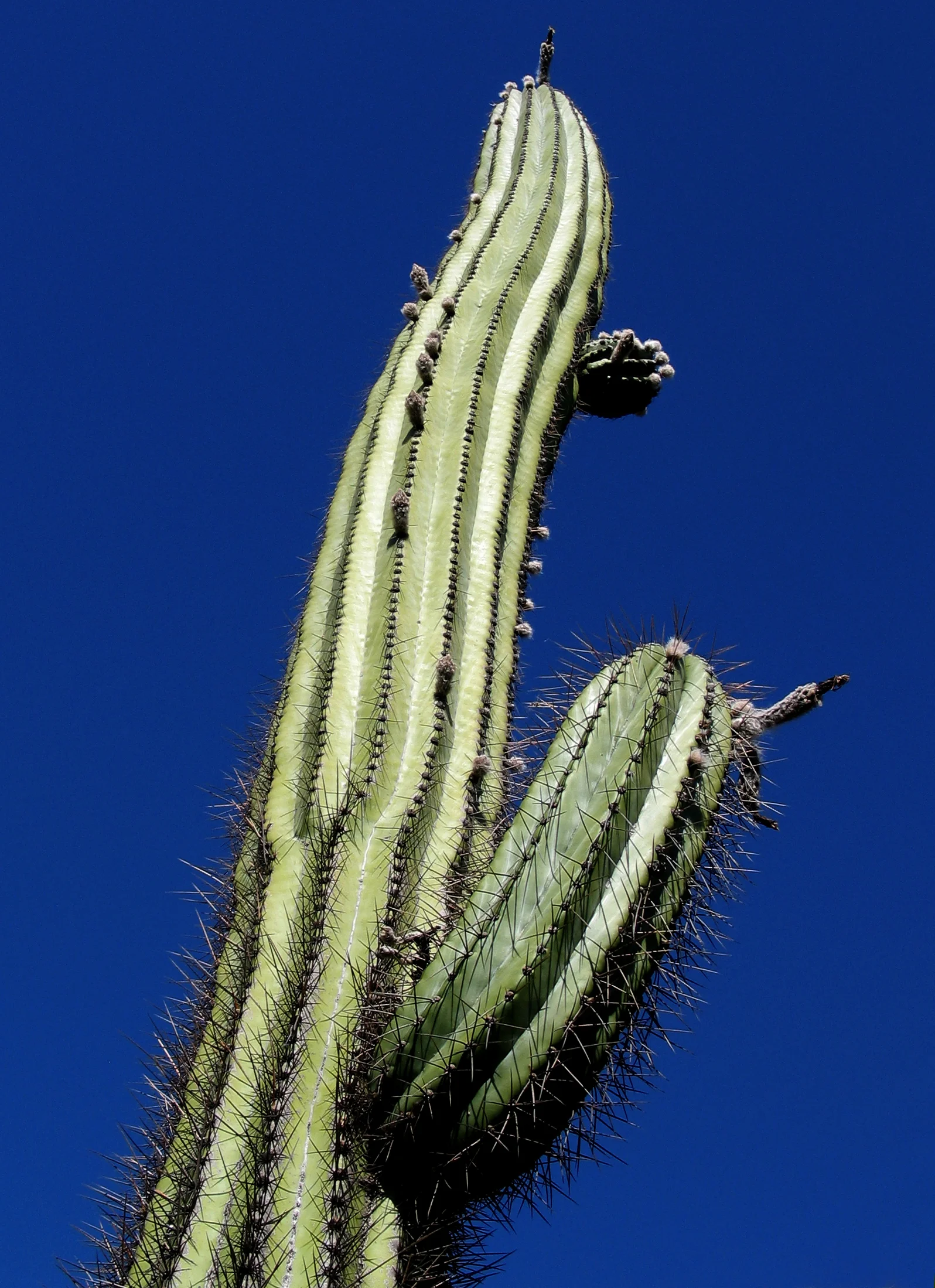 128_2846adj.jpg