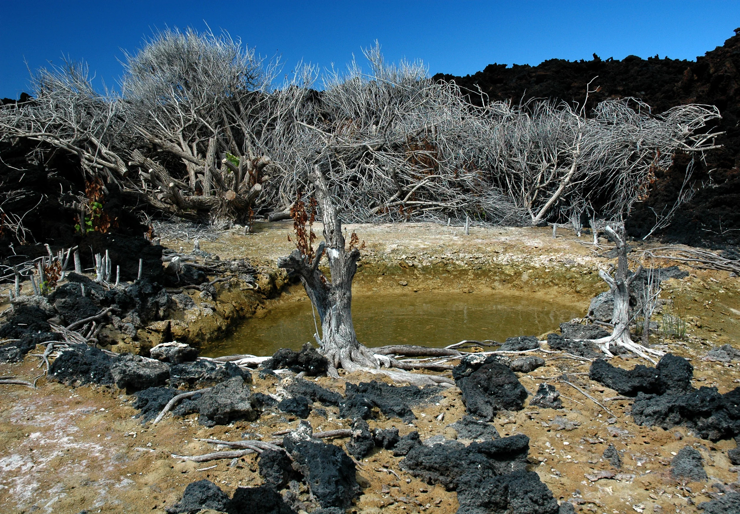 DSC_0024maui.jpg