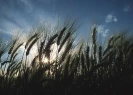 RAMS AND MONSANTO THANK AMERICAN FARM FAMILIES