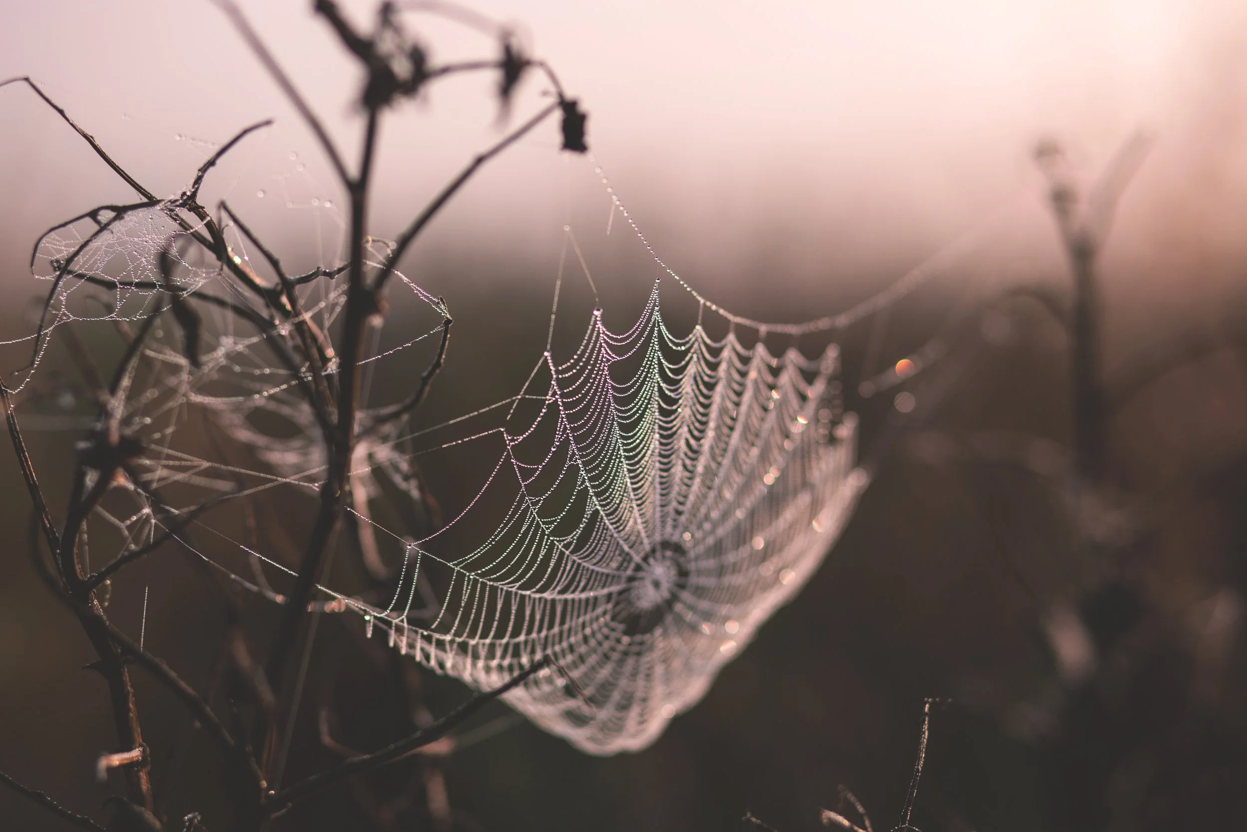 Cobwebs. Delicate. Strong. Layered. Remove non-essential. 