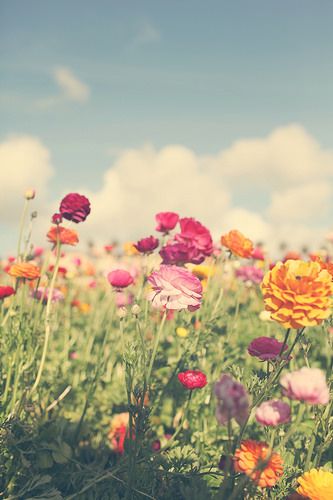 fieldofflowers.jpg