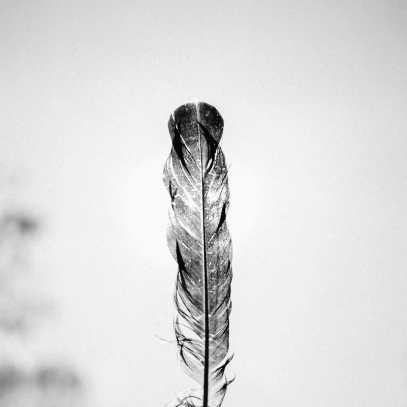 feather.jpg