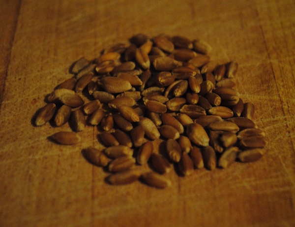 Wheat Berries