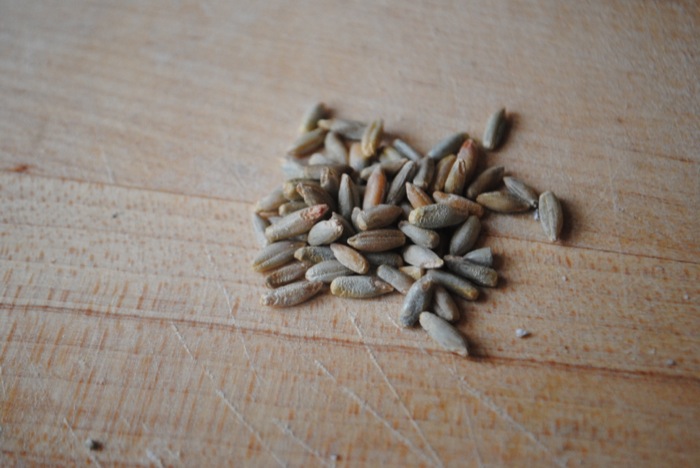 Whole, unprocessed rye berries