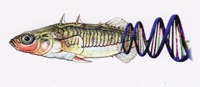 Stickleback Adaptive Genome Browser http://sticklebrowser.stanford.edu/