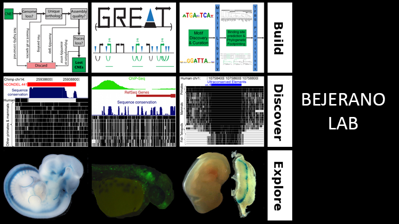 Bejarano Lab