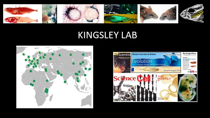 Kingsley Lab