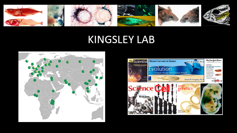 Kingsley Lab