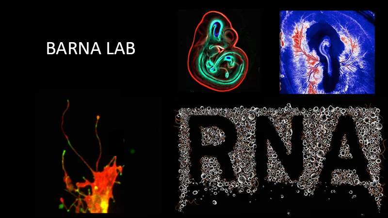 Barna Lab