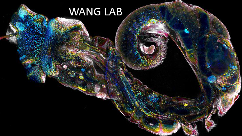 Wang Lab