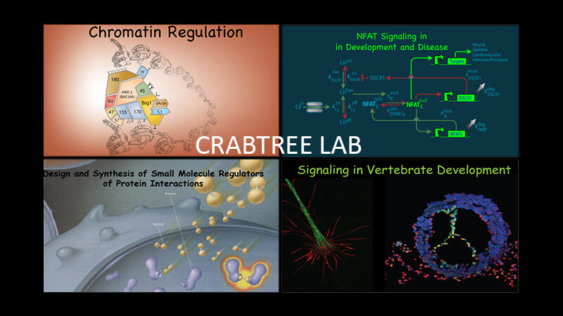 Crabtree Lab
