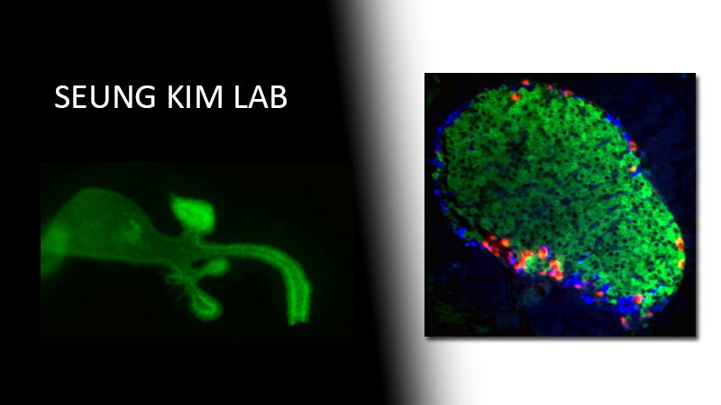 Seung Kim Lab