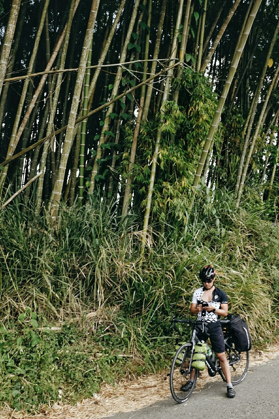 Guadua is a kind of bamboo. It grows extremely fast and is used in construction. Just don't touch it without gloves!