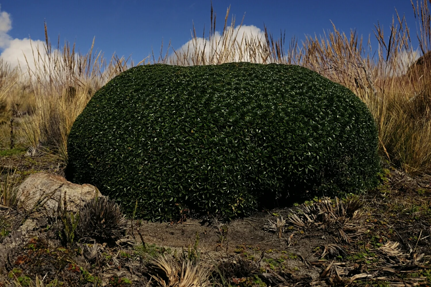 Some interesting flora in Los Nevados National Park. It felt like artificial grass.