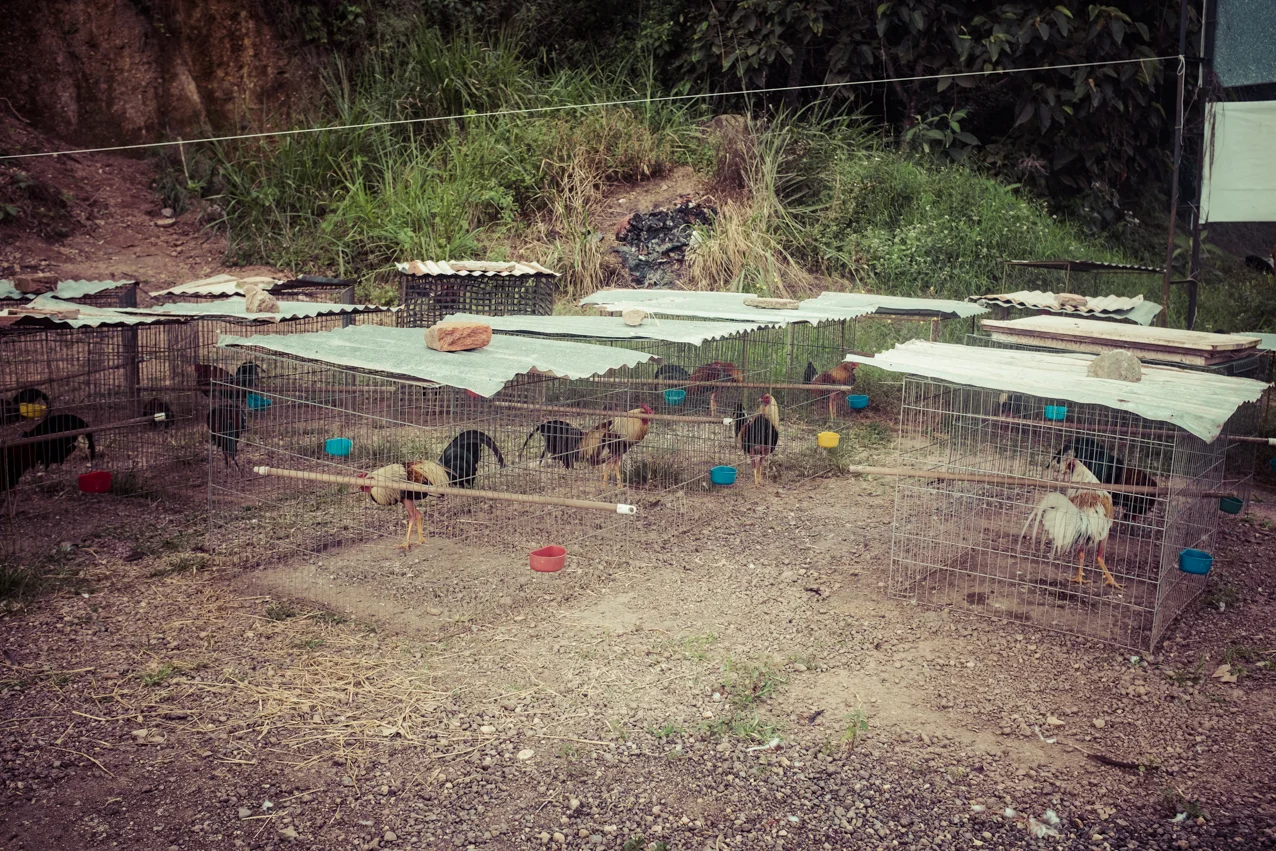 Fighting cocks.
