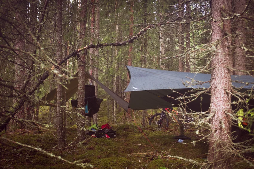 Leir i flott gammel granskog.