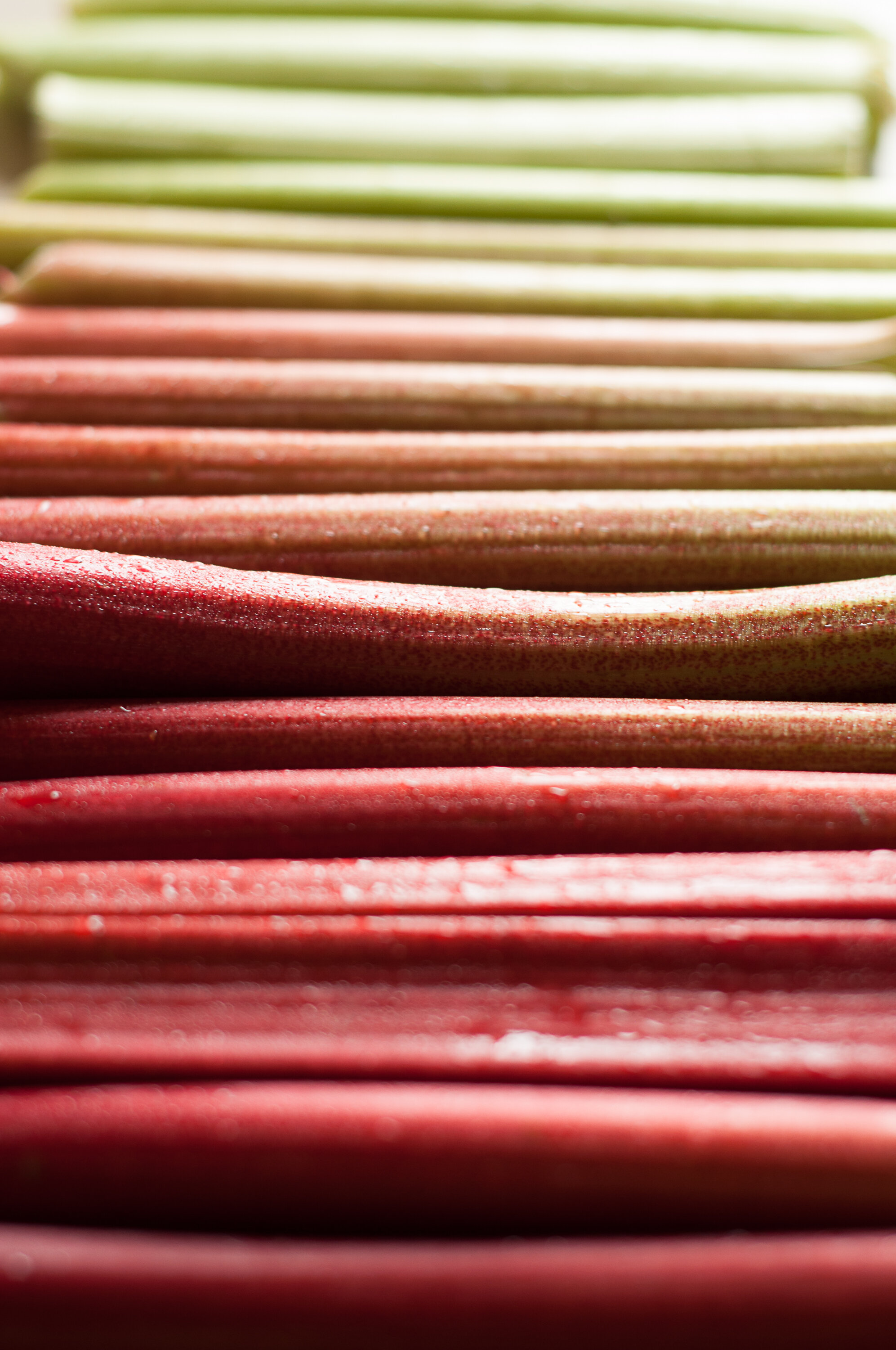 2012_Rhubarb_120523-0195.(8x10).jpg