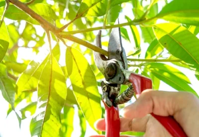 bigstock-Pruning-Trees-With-Pruning-She-235202629.jpg