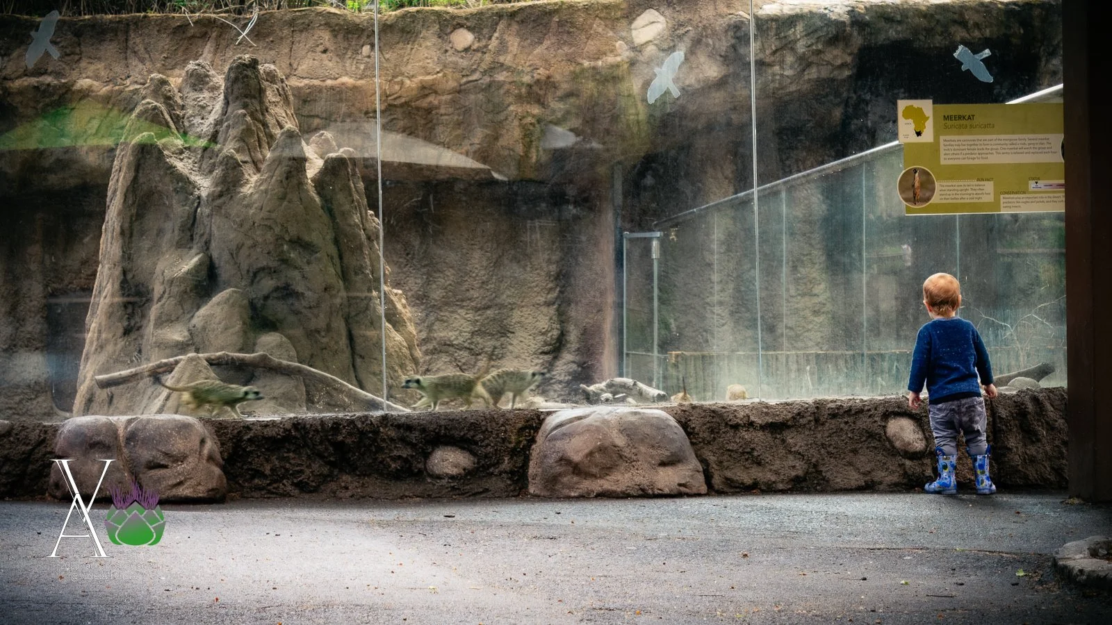 Young Boy and Meercats