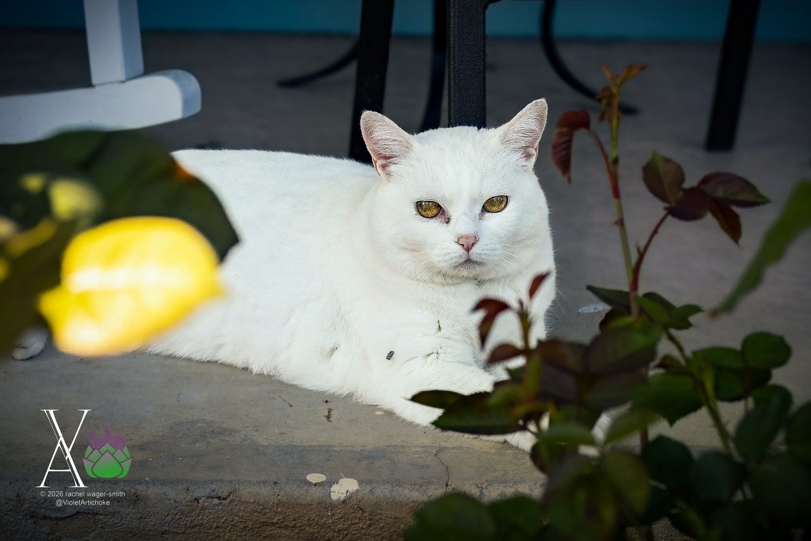 Cat on the Front Porch