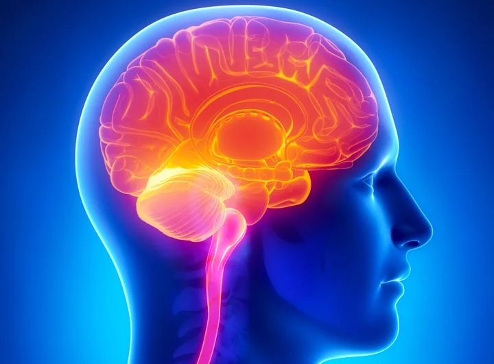Acupuncture Brain.jpg