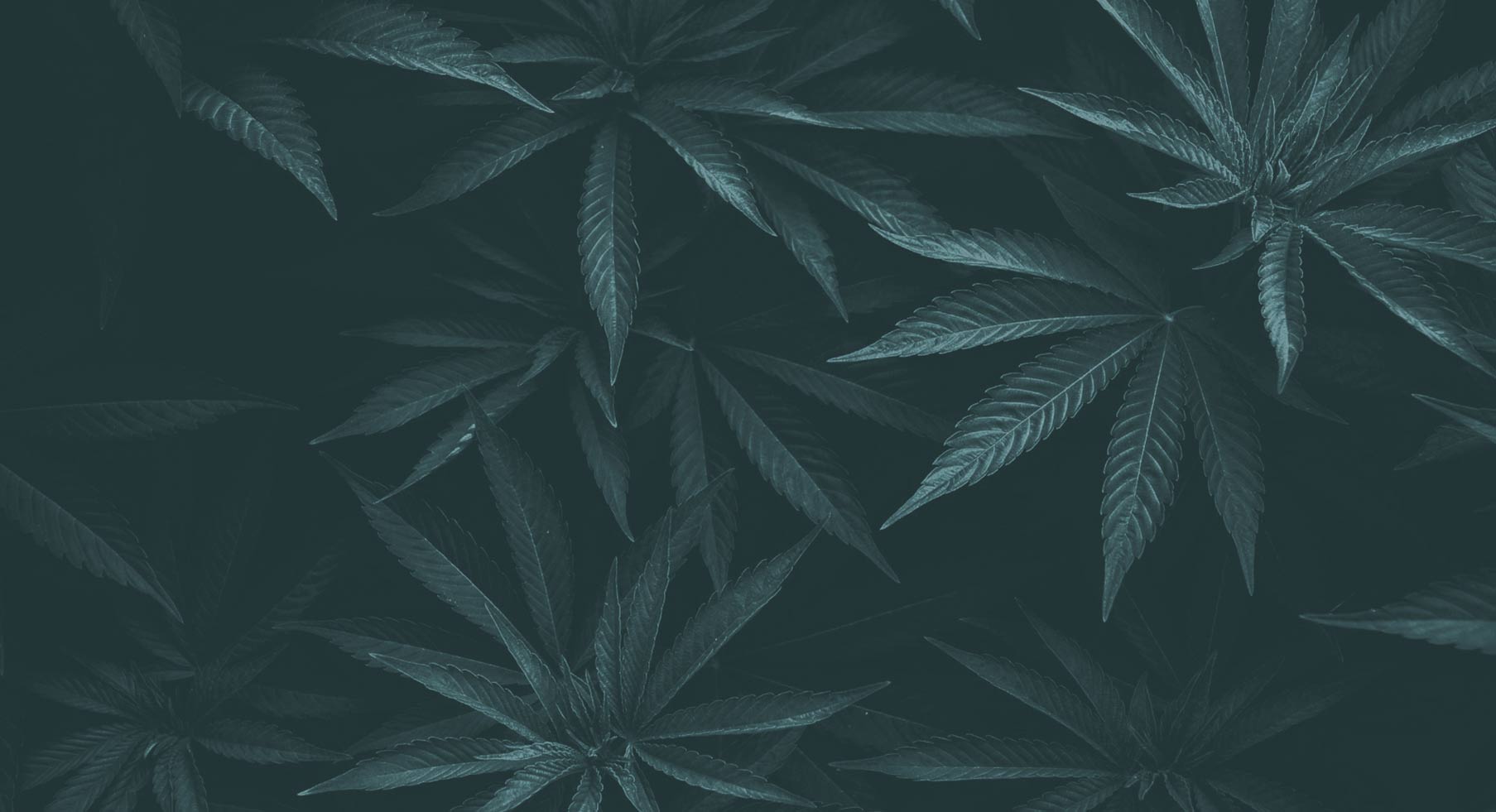 pot_optimized.jpg
