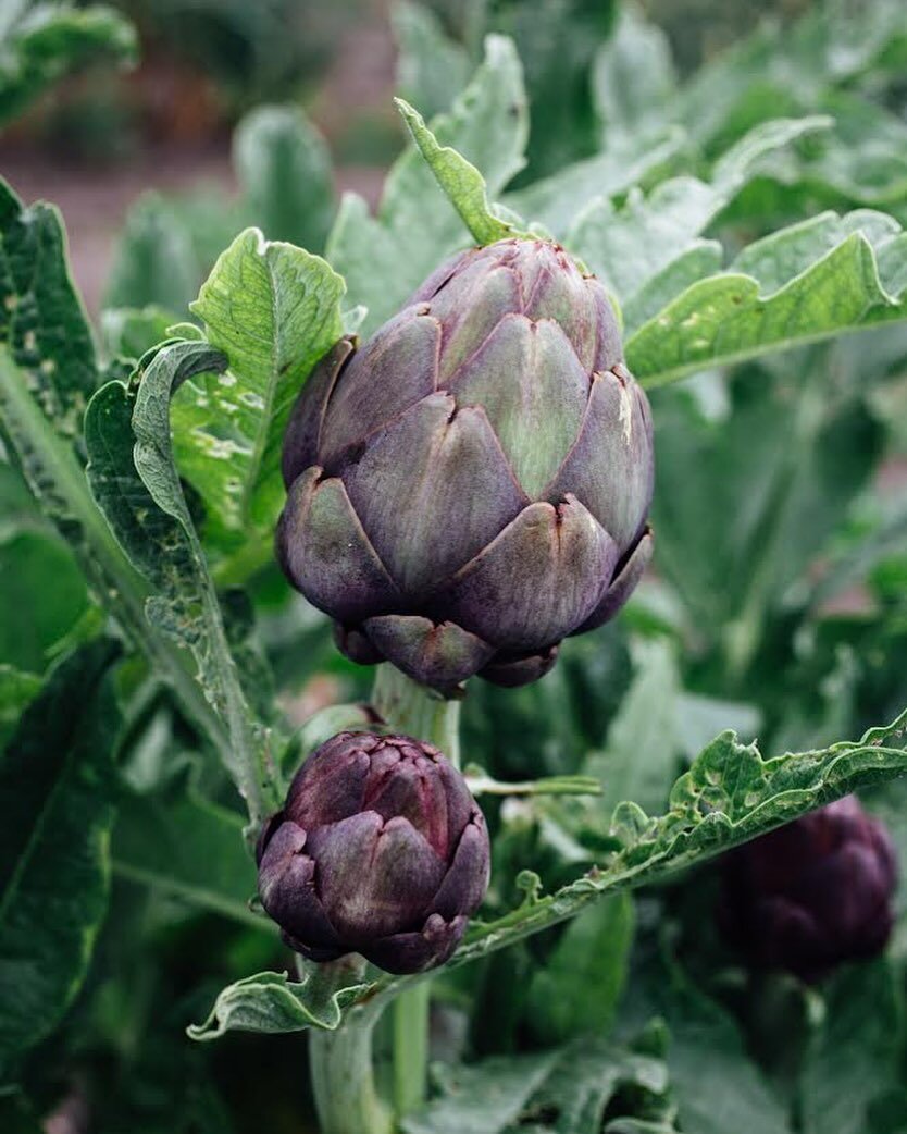 Now in season: artichokes! We grow the Colorado Star (purple) and Madrigal (green) varieties. Colorado Stars have an earthier flavor and are chokeless (aka easier to prep!) and the Madrigals are meatier with a delicate flavor. What&rsquo;s your favor