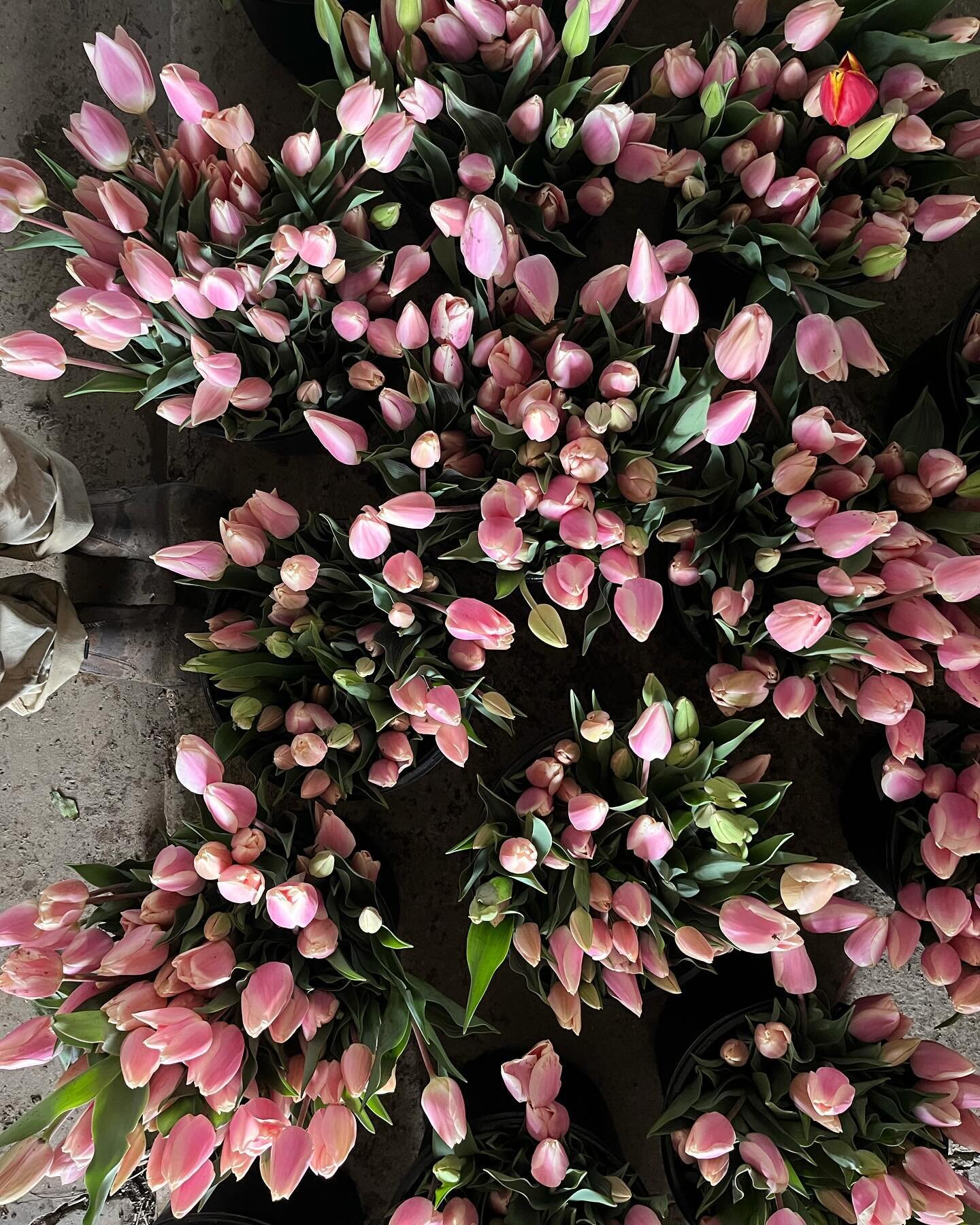 Nothin keeps you humble like farming! Lots of pretty pink tulips came on just a few days after Valentines Day 💓 these are all going to markets so go grab some and pretend this was a week ago!