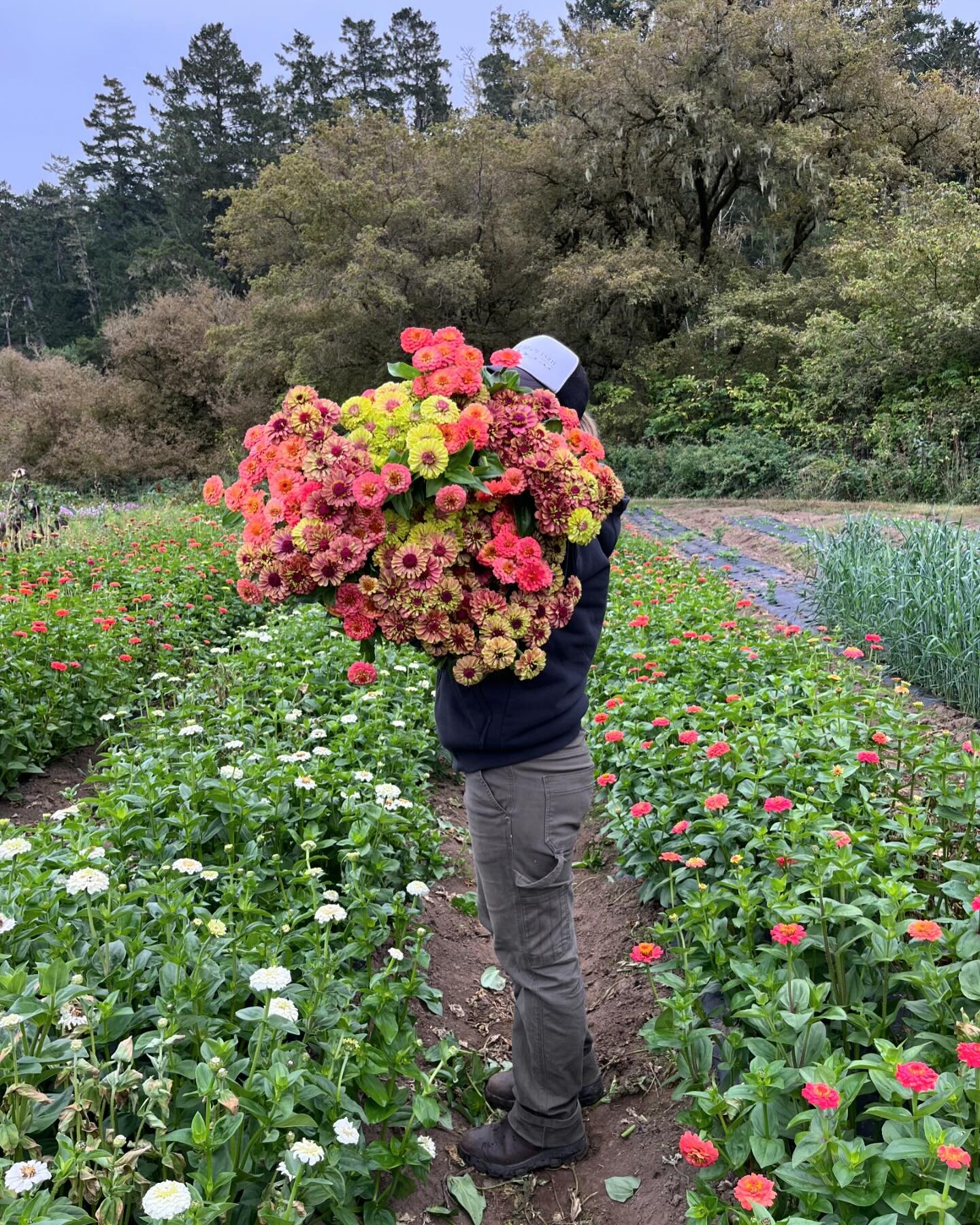 WE ARE HIRING! We are hiring for the upcoming season, opportunities in flowers, farmers markets, farm stand, tractor work and lots more!!! Housing could be possible for the right fit- email us! Info@bluehousefarm.com 🌊🌊🌊🌊