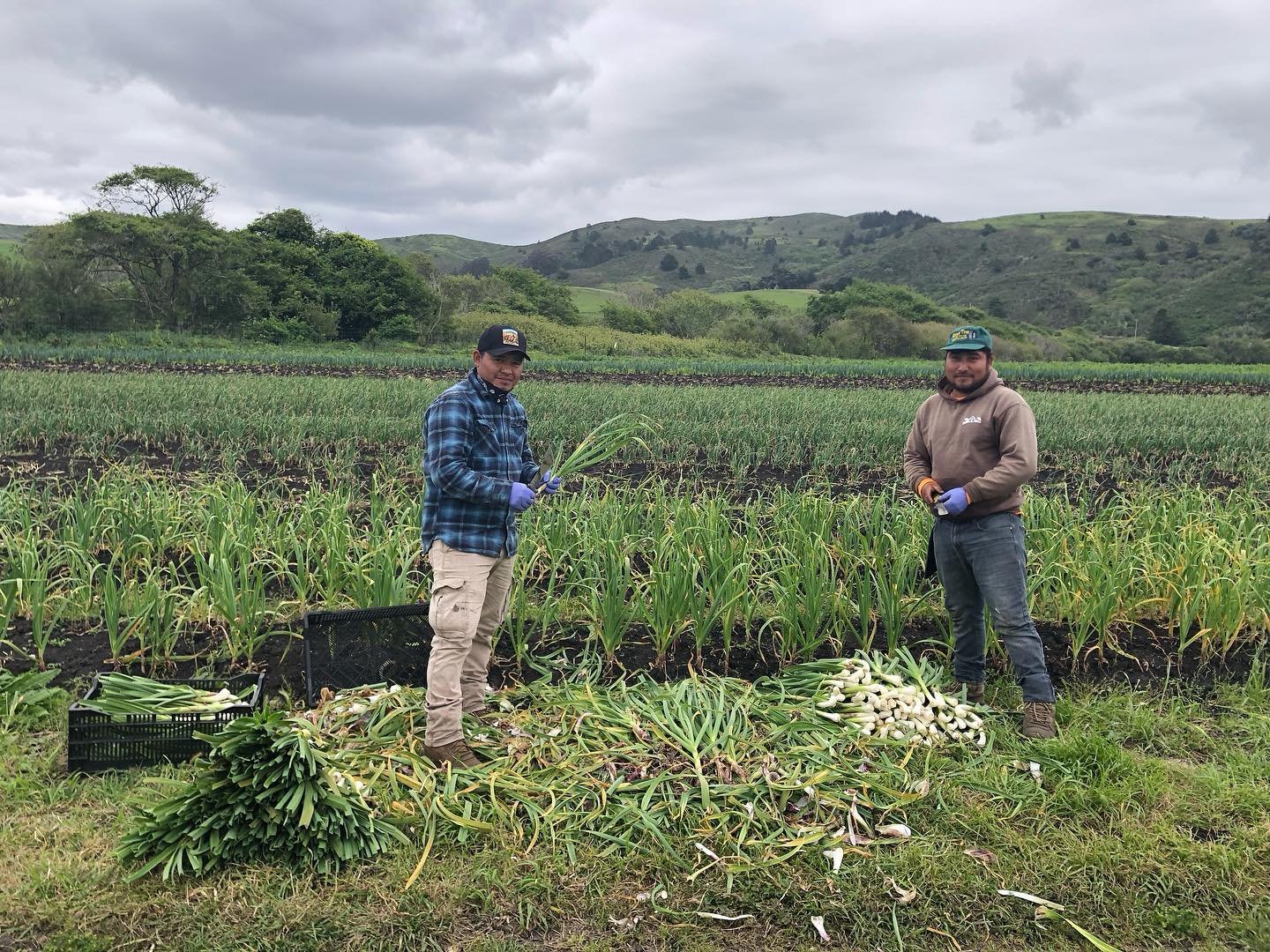 Sergio and Saul working together in the green garlic this morning 🧄 , this and more heading to @missionmercado tomorrow. See you there!
.
.
P.S. there will be strawberries!