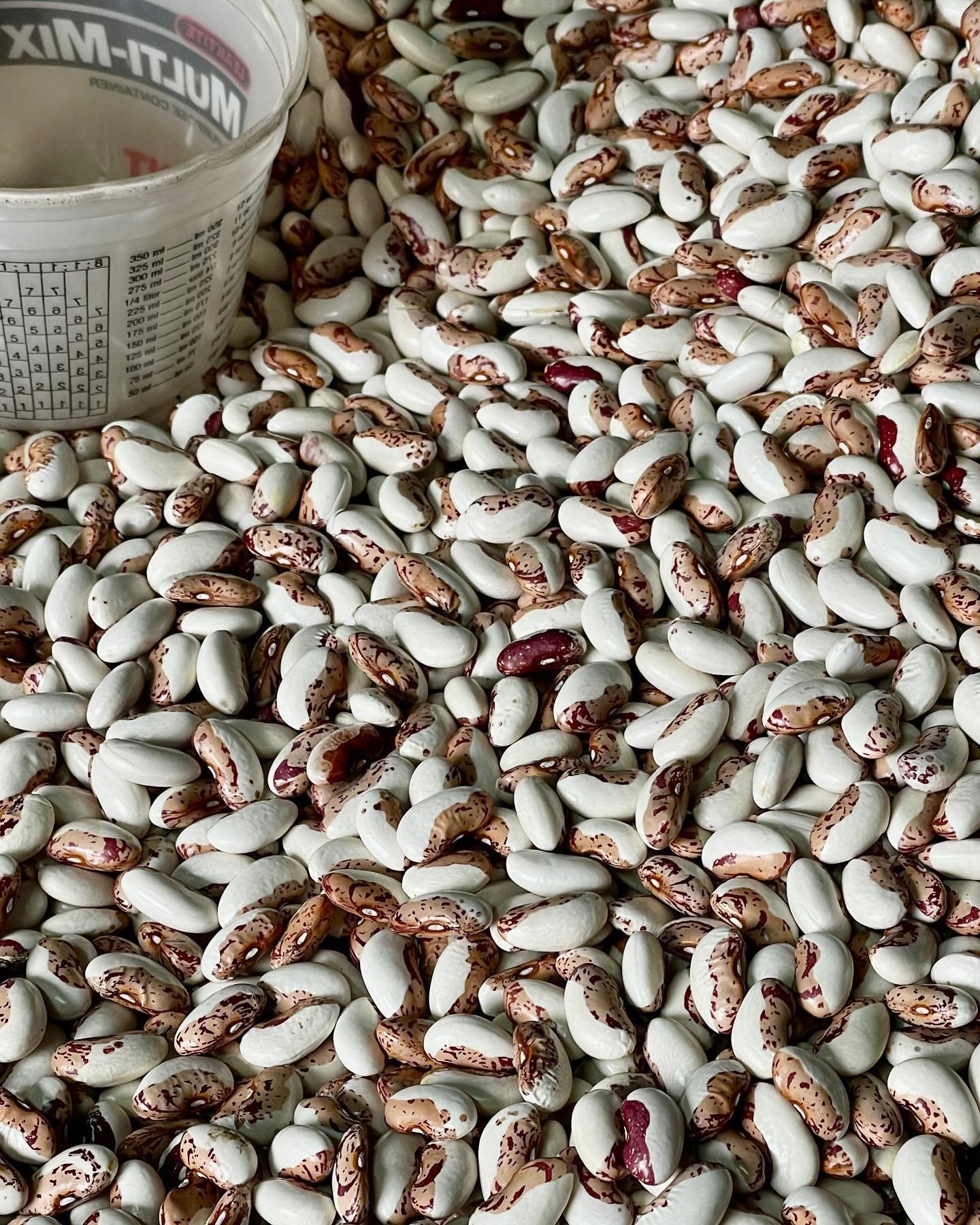 This chilly weather has us craving a warming bowl of beans for dinner.  Shown here are the hearty Snowcap beans right before being weighed and bagged today. What are some of your favorite recipes or meals to make with our heirloom beans?
