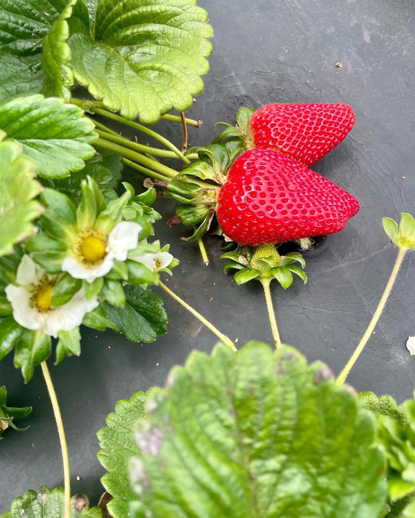 It&rsquo;s official. The crop went wild this week, so we are ready to welcome you to the farm for STRAWBERRY U-PICK. 

12 &mdash; 5pm, every weekend through October (barring abnormal weather). See you soon!