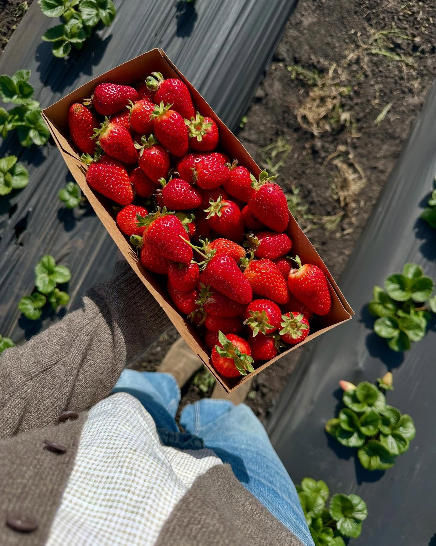 This weekend&rsquo;s forecast looks perfect for a trip to the coast. Hit the beach, take a walk in the redwoods, and come pick super sweet, organic strawberries at the farm! 

We are open every Saturday and Sunday from noon till 5pm. It&rsquo;s peak 