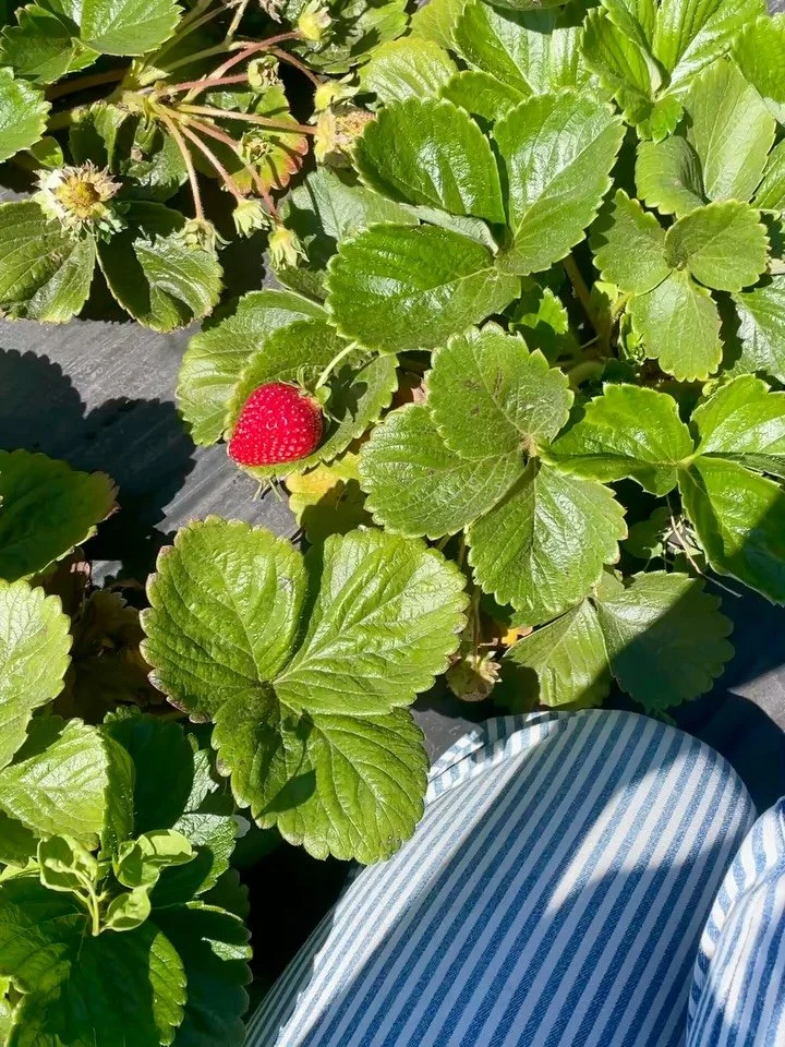 Strawberries are tasting really sweet, flowers are looking really summery, and we are adding new veggies to our lineup every week! Visit us at markets and the Farmstand this holiday weekend &mdash; shop small, support your local farms and businesses,
