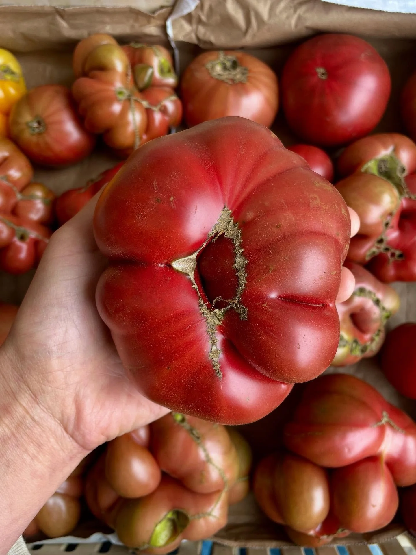 And just like that, the first (mini) harvest of heirlooms has come in from the field. Get it at @missionmercado today, along with padr&oacute;n peppers, eggplants, cherry tomatoes, dahlias, sunflowers, zinnias, and all of our usual green fare.