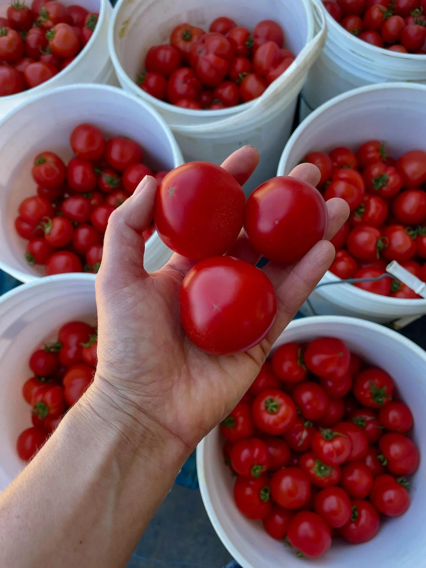 Early girls, heirlooms &amp; cherry tomatoes are getting sorted this afternoon for @missionmercado tomorrow. The tomatoes sign is up on the road. I think this means it&rsquo;s officially tomato season?!