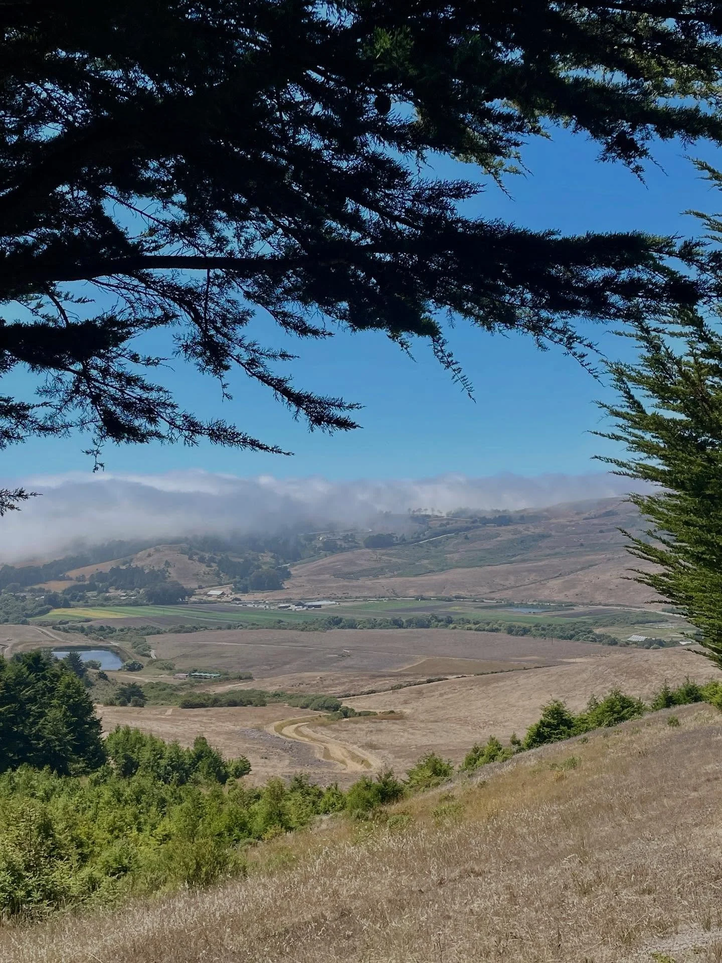 Our San Gregorio ranch from above ☁️ Beat the inland heat by visiting us at the Farmstand this weekend for strawberry U-pick! Our Albion strawberries are incredibly sweet and abundant right now. We&rsquo;ll also be at all of our regular markets with 
