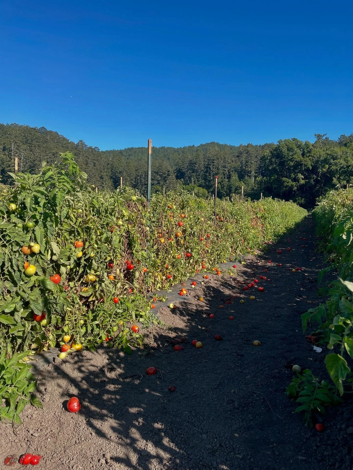 Wednesday afternoon field walk 🌳 checking on peppers and melons (watermelons were an experiment, results TBD!) in the far field, early girls, and new dahlia varieties! It&rsquo;s that time of year when we are totally overwhelmed by produce, the work