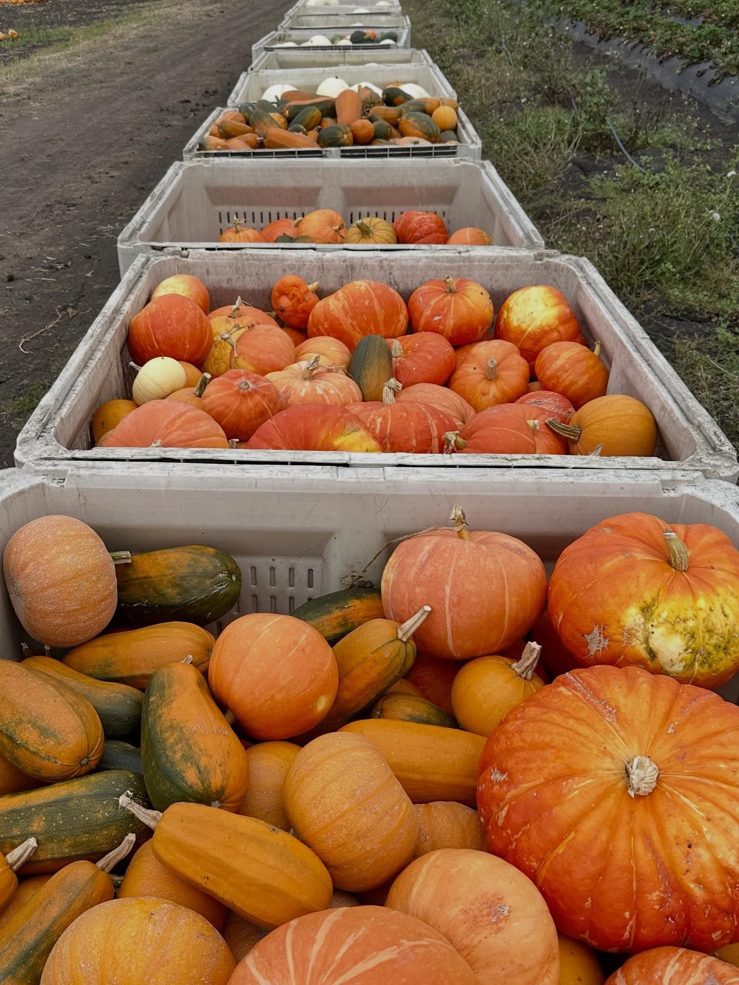 Weekend update: the Farmstand will be OPEN Saturday 9/27 but CLOSED 9/28, for a private event with @kitchentableadvisors. There are fewer strawberries in the field, but plenty to pick if you&rsquo;re up for a treasure hunt. We&rsquo;ll be back as usu