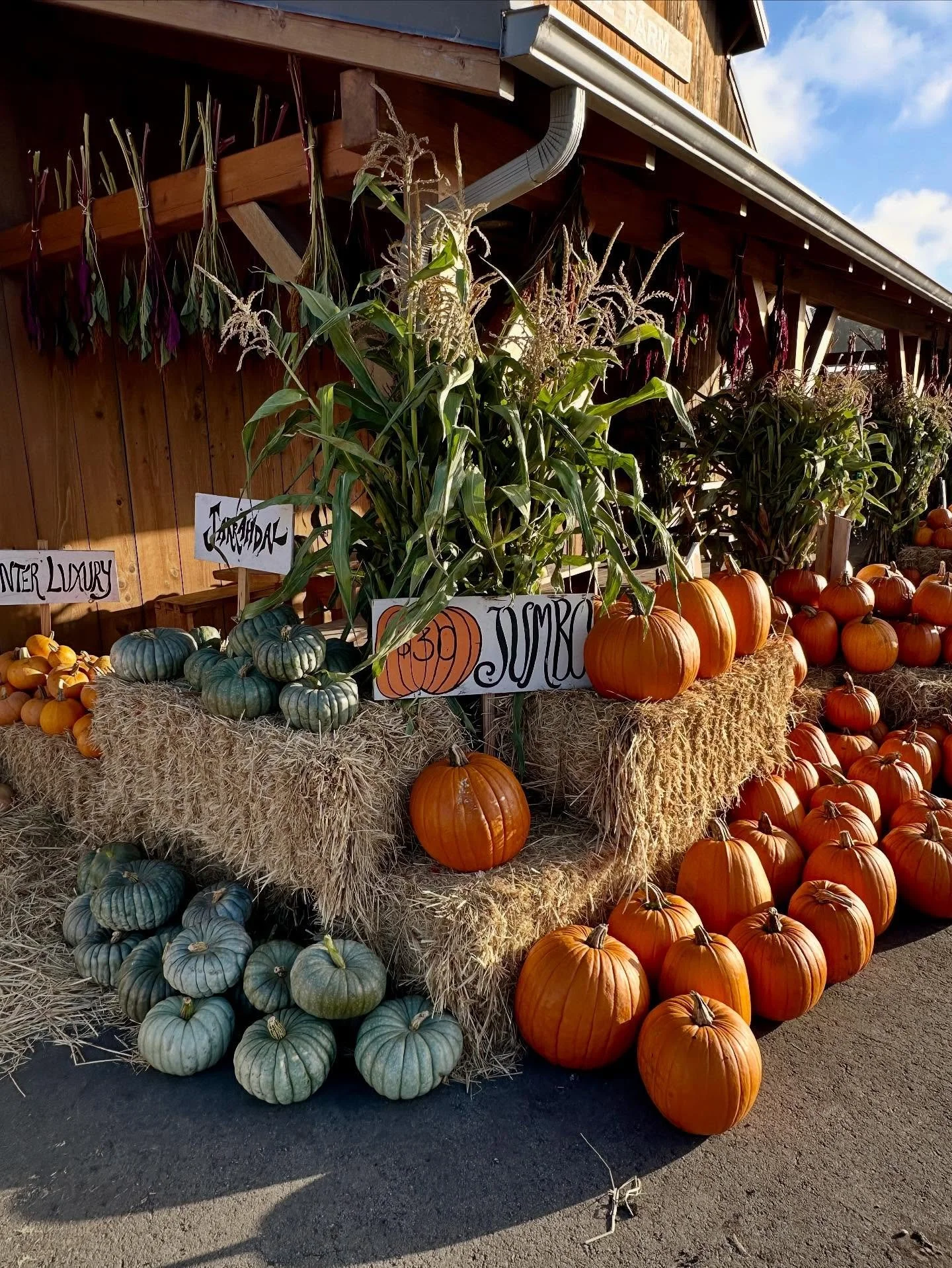 Come one, come all, the pumpkin patch is ready for y&rsquo;all! We are excited to celebrate Fall at the Farmstand throughout October. Open every Saturday &amp; Sunday 12pm-5pm! And yes, you can still pick strawberries too (at least this weekend while
