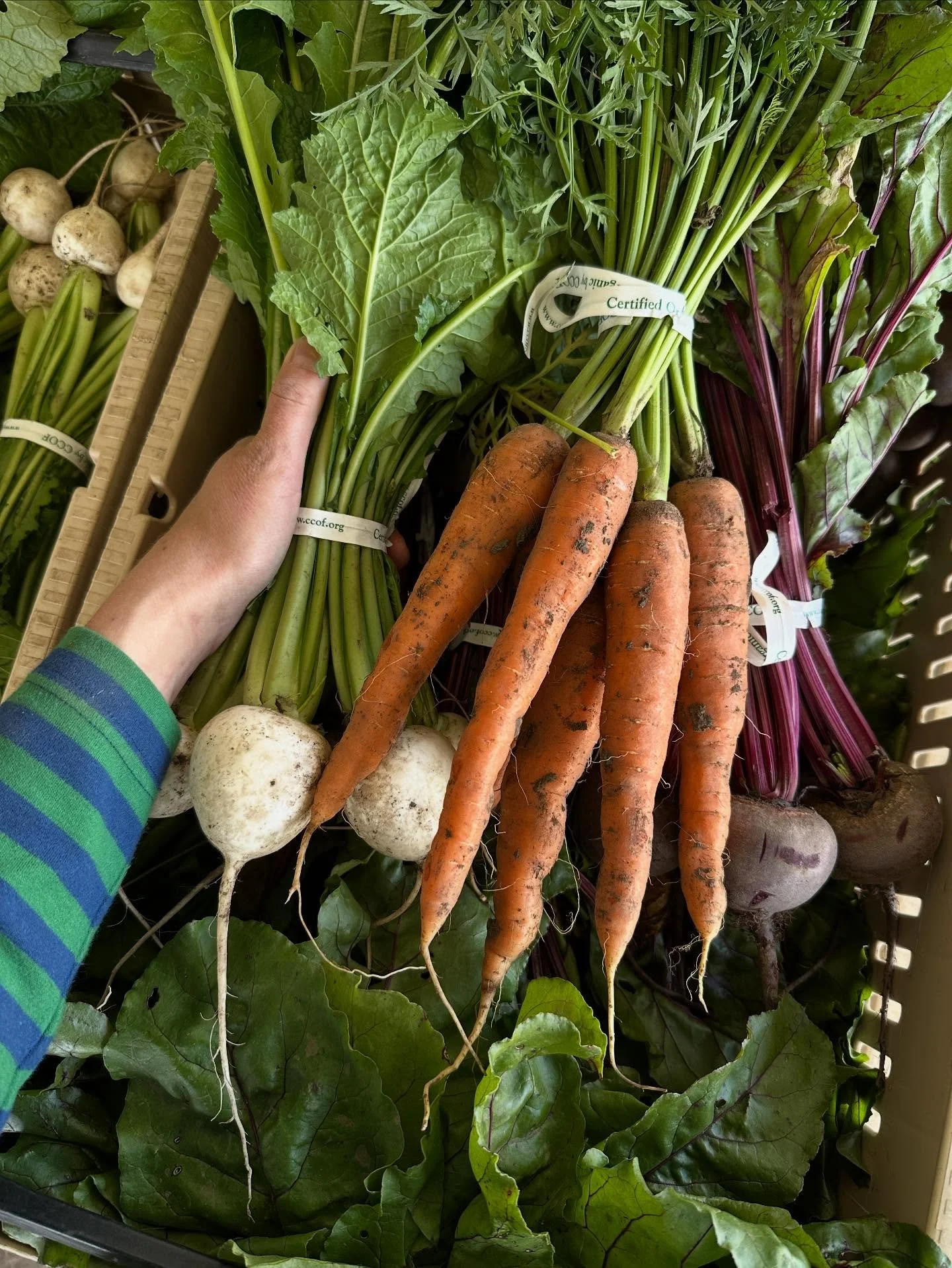 These beautiful roots are about to get washed for @missionmercado tomorrow. Only 4 more weeks of this market until it closes for the season! See you out there.