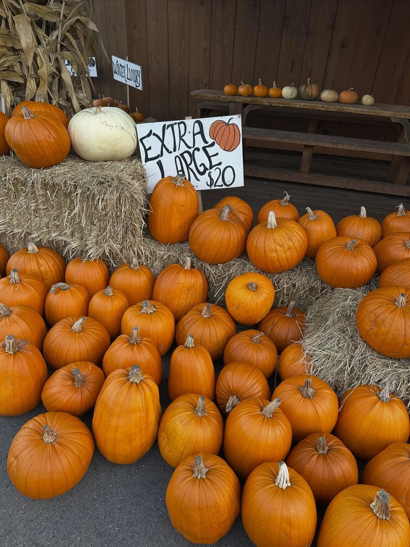 It is a little misty out, but we have lots of ready-to-grab jack-o-lanterns and decorative pumpkins out in front of the barn in case the field is too muddy. Come see us today & tomorrow before we start to slow it down a bit for the winter!