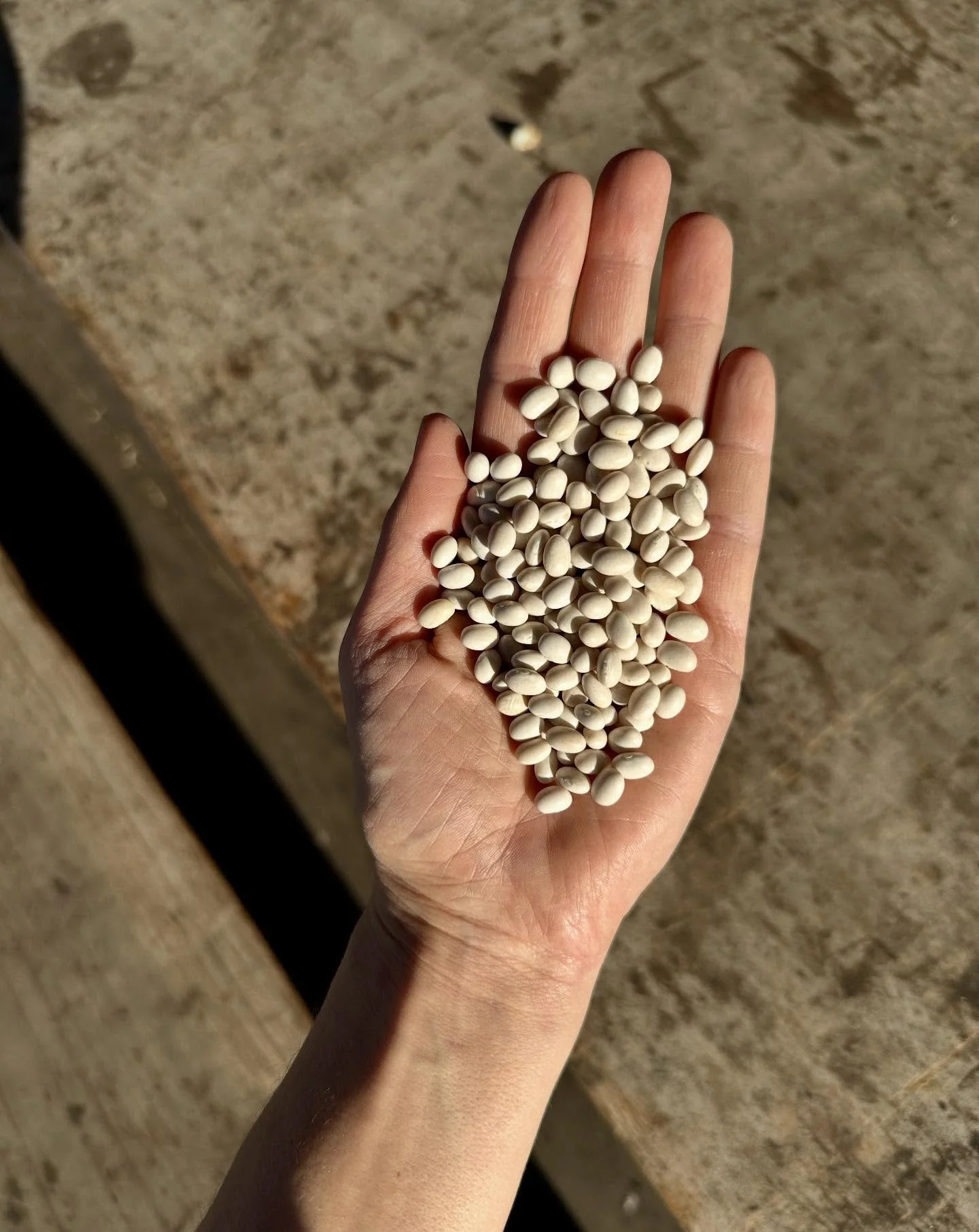 Our online shop and market trucks are slowing being restocked with this year&rsquo;s heirloom dry bean crop! We grew all the old favorites, plus a couple of new varieties. Order online by Wednesday 12/17 if you need your order by Christmas! In our hu