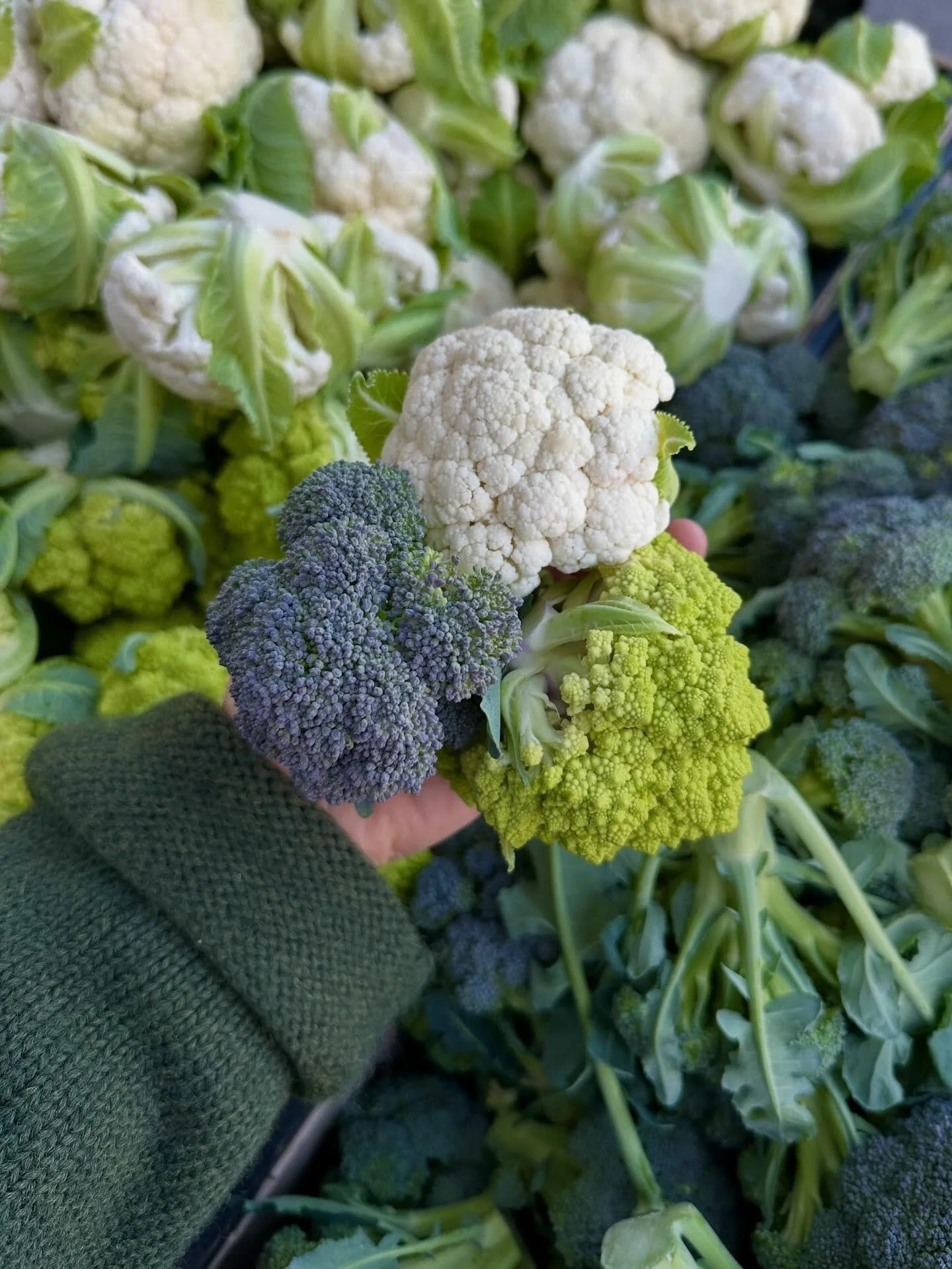 Brassica, brassicas, brassicas! Come see us at markets this weekend&hellip;

Saturday:
Grand Lake Oakland 9&mdash;2
College of San Mateo 9&ndash;1
Westside Santa Cruz 9&ndash;1
Farmstand 11&ndash;4

Sunday:
Clement Street 9&ndash;2
Stonestown 9&ndash