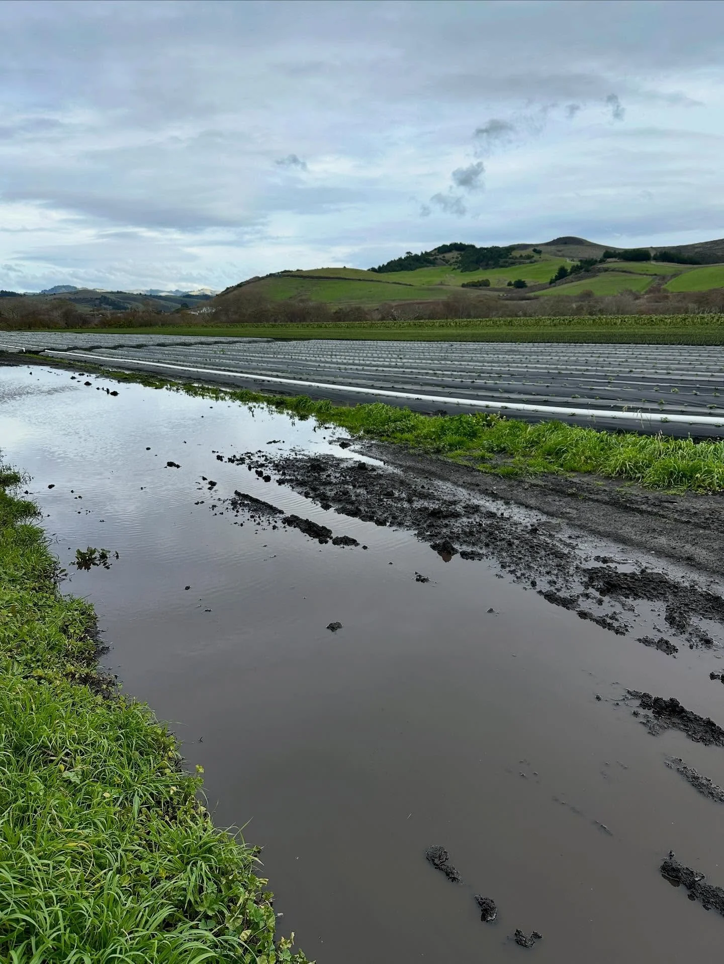 Happy New Year! It has been a muddy, windy first day of harvest in 2026. Our skilled field crew works through all types of weather to provide fresh produce for our farmers&rsquo; markets and wholesale partners every week. Brave the rain and come find