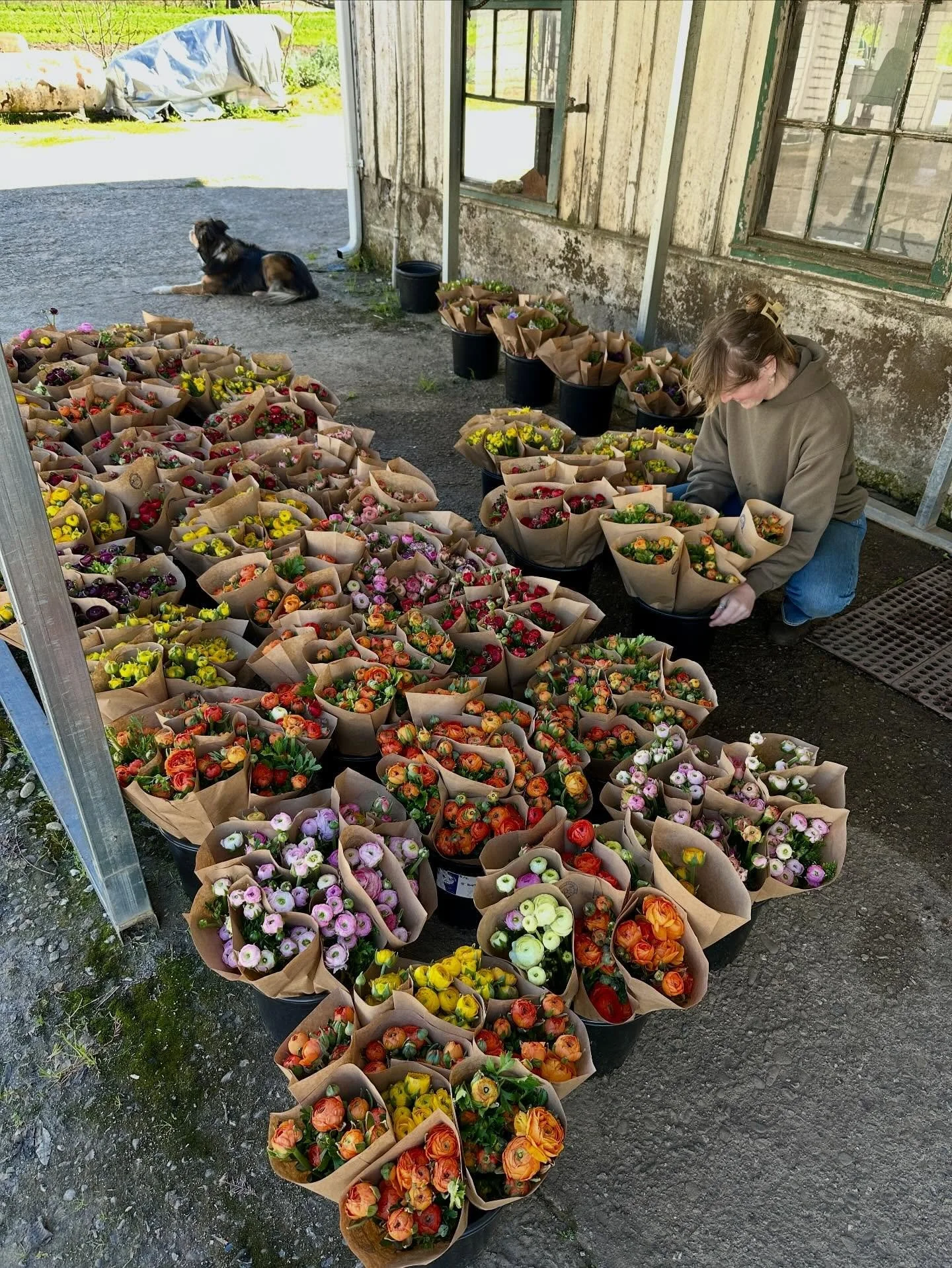 The vegetable side of things is still pretty sleepy around here, but the flower fields are waking up with a burst of colorful ranunculus! We just prepared over 300 bunches for markets this weekend, come find us in all the usual spots this weekend! We